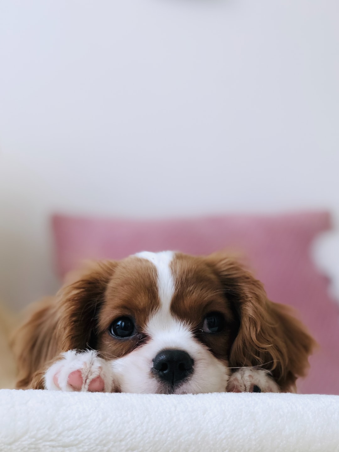 The Pros and Cons of Allowing Pets in Your Rental Property